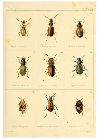 Reproducción/Reproduction 5987834732: British beetles London,Bell and Daldy,1863