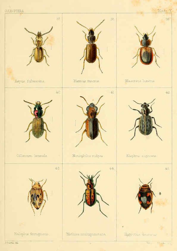 Reproducción/Reproduction 5987834732: British beetles London,Bell and Daldy,1863