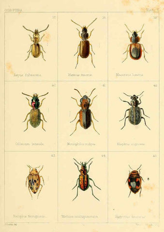 Reproducción/Reproduction 5987834732: British beetles London,Bell and Daldy,1863