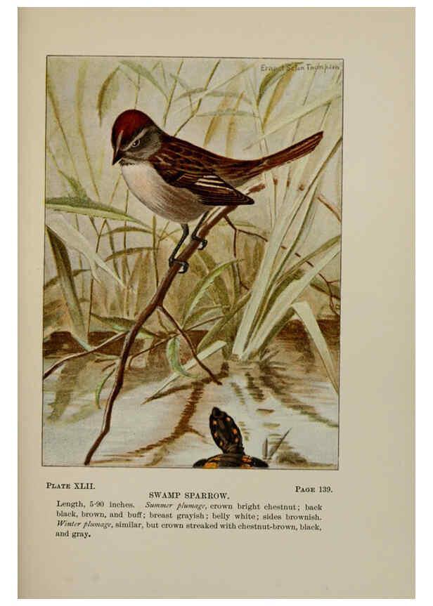 Reproducción/Reproduction 5978304804: Bird-life : a guide to the study of our common birds New York :Appleton,1900