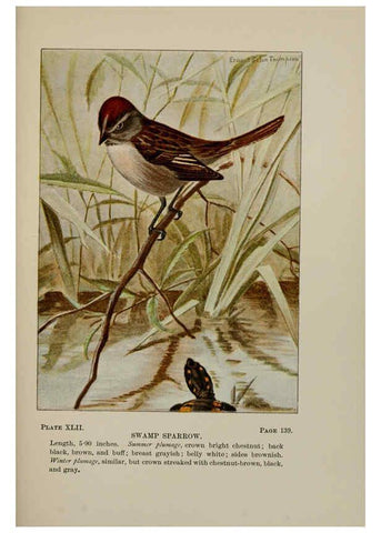 Reproducción/Reproduction 5978304804: Bird-life : a guide to the study of our common birds New York :Appleton,1900