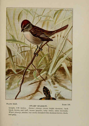 Reproducción/Reproduction 5978304804: Bird-life : a guide to the study of our common birds New York :Appleton,1900