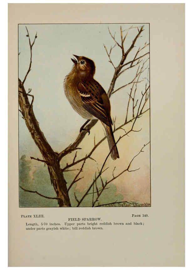 Reproducción/Reproduction 5978305212: Bird-life : a guide to the study of our common birds New York :Appleton,1900