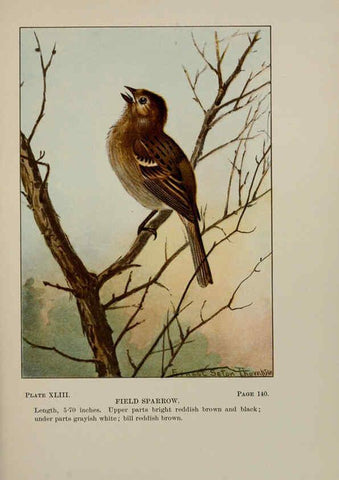 Reproducción/Reproduction 5978305212: Bird-life : a guide to the study of our common birds New York :Appleton,1900