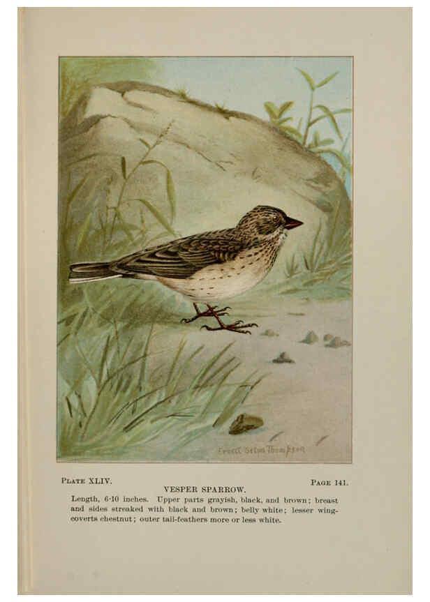 Reproducción/Reproduction 5977745071: Bird-life : a guide to the study of our common birds New York :Appleton,1900
