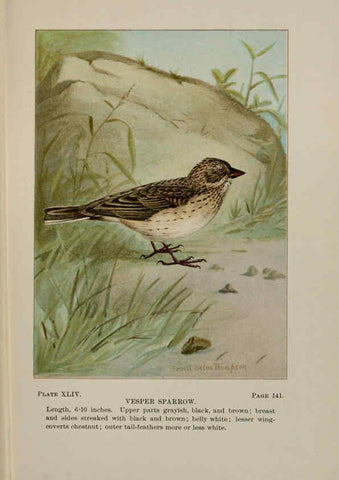 Reproducción/Reproduction 5977745071: Bird-life : a guide to the study of our common birds New York :Appleton,1900