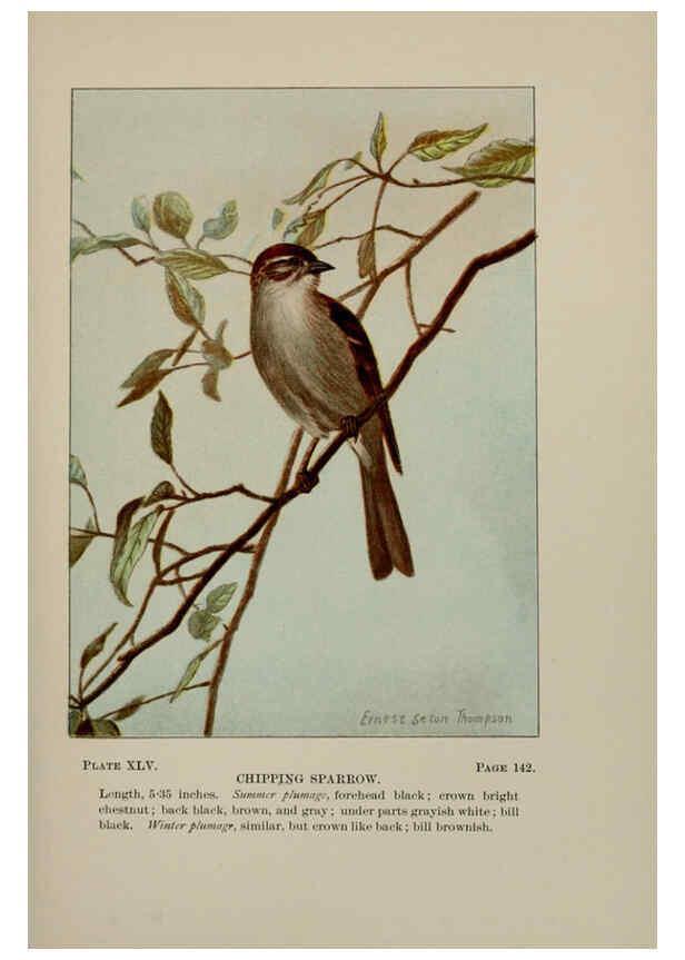 Reproducción/Reproduction 5978305730: Bird-life : a guide to the study of our common birds New York :Appleton,1900