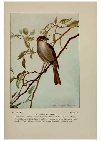Reproducción/Reproduction 5978305730: Bird-life : a guide to the study of our common birds New York :Appleton,1900