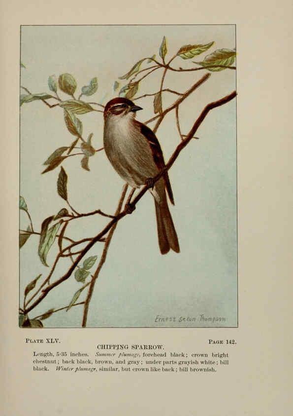 Reproducción/Reproduction 5978305730: Bird-life : a guide to the study of our common birds New York :Appleton,1900