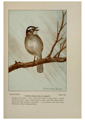 Reproducción/Reproduction 5978306324: Bird-life : a guide to the study of our common birds New York :Appleton,1900