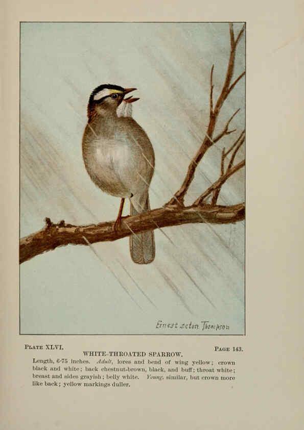 Reproducción/Reproduction 5978306324: Bird-life : a guide to the study of our common birds New York :Appleton,1900