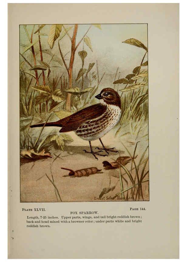 Reproducción/Reproduction 5977746383: Bird-life : a guide to the study of our common birds New York :Appleton,1900