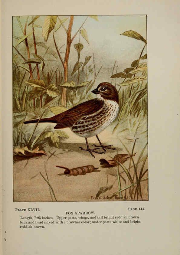 Reproducción/Reproduction 5977746383: Bird-life : a guide to the study of our common birds New York :Appleton,1900