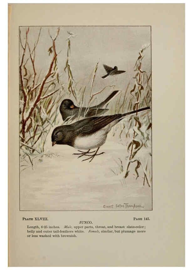 Reproducción/Reproduction 5978307152: Bird-life : a guide to the study of our common birds New York :Appleton,1900