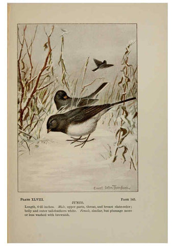 Reproducción/Reproduction 5978307152: Bird-life : a guide to the study of our common birds New York :Appleton,1900