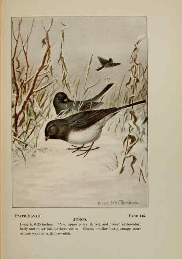 Reproducción/Reproduction 5978307152: Bird-life : a guide to the study of our common birds New York :Appleton,1900