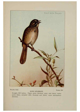 Reproducción/Reproduction 5977743965: Bird-life : a guide to the study of our common birds New York :Appleton,1900