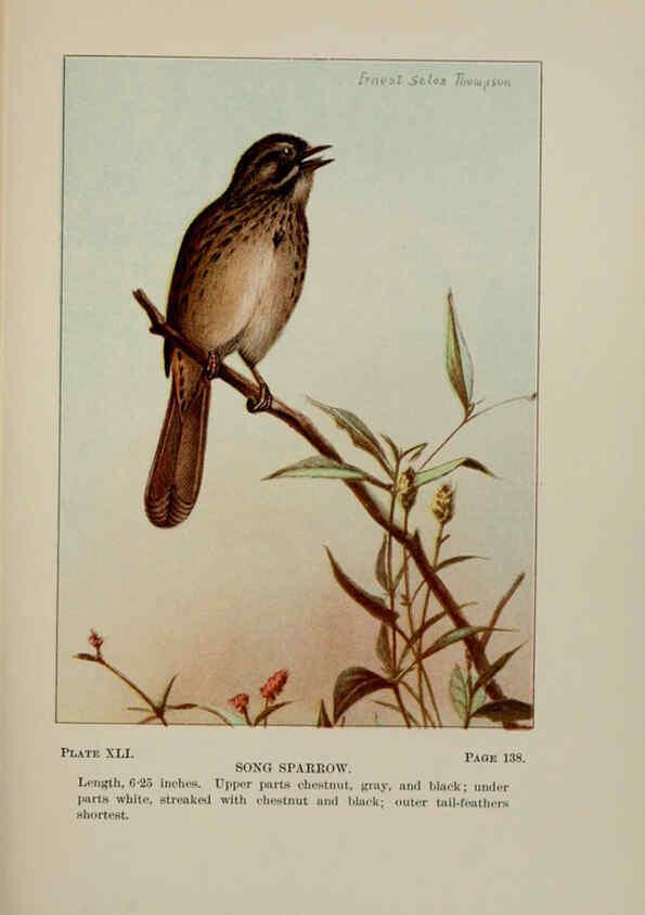 Reproducción/Reproduction 5977743965: Bird-life : a guide to the study of our common birds New York :Appleton,1900