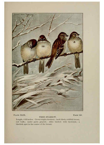 Reproducción/Reproduction 5977747223: Bird-life : a guide to the study of our common birds New York :Appleton,1900