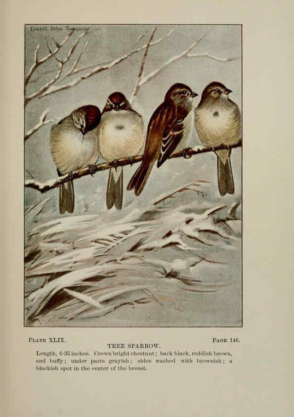 Reproducción/Reproduction 5977747223: Bird-life : a guide to the study of our common birds New York :Appleton,1900