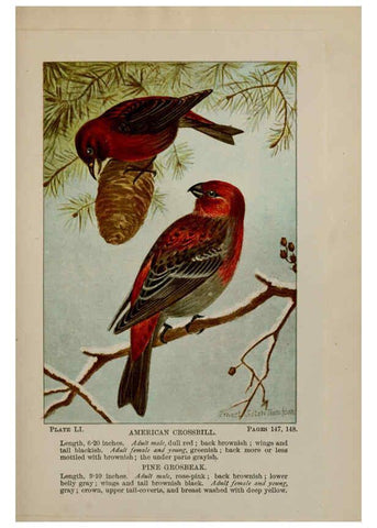 Reproducción/Reproduction 5977748097: Bird-life : a guide to the study of our common birds New York :Appleton,1900