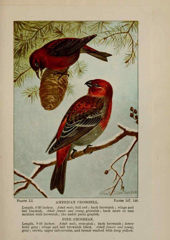 Reproducción/Reproduction 5977748097: Bird-life : a guide to the study of our common birds New York :Appleton,1900
