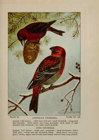 Reproducción/Reproduction 5977748097: Bird-life : a guide to the study of our common birds New York :Appleton,1900