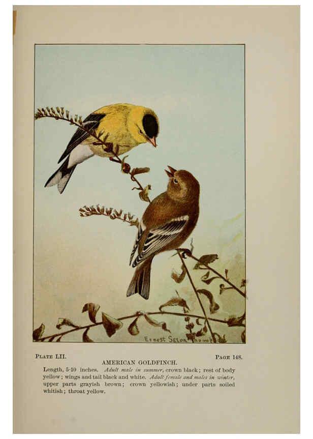 Reproducción/Reproduction 5977748695: Bird-life : a guide to the study of our common birds New York :Appleton,1900