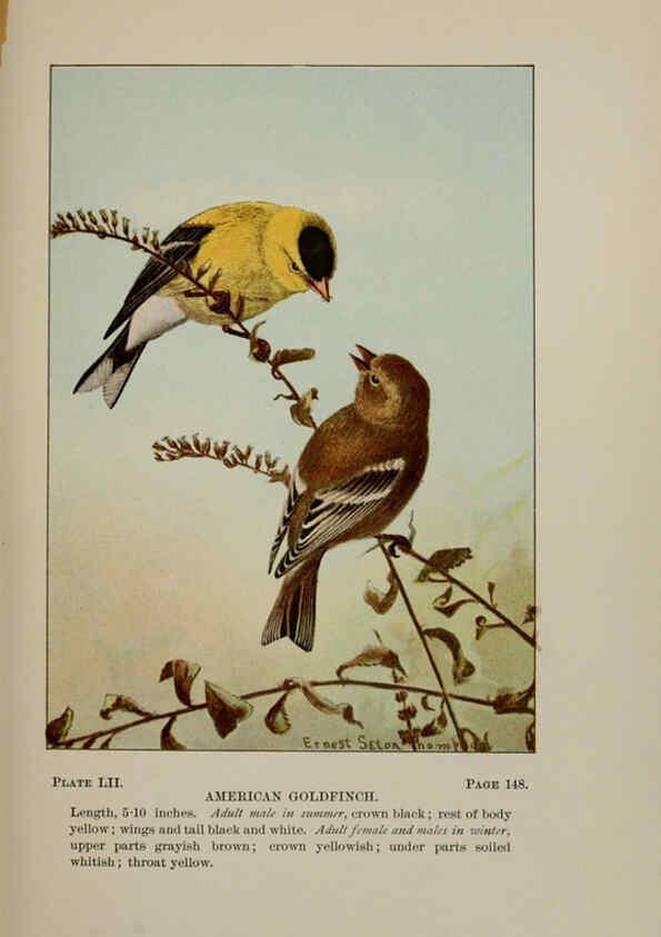 Reproducción/Reproduction 5977748695: Bird-life : a guide to the study of our common birds New York :Appleton,1900