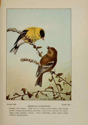 Reproducción/Reproduction 5977748695: Bird-life : a guide to the study of our common birds New York :Appleton,1900