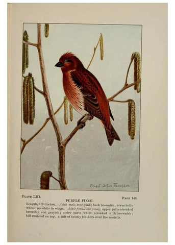 Reproducción/Reproduction 5978309280: Bird-life : a guide to the study of our common birds New York :Appleton,1900