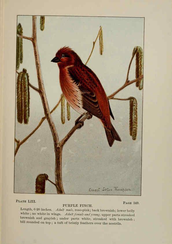 Reproducción/Reproduction 5978309280: Bird-life : a guide to the study of our common birds New York :Appleton,1900