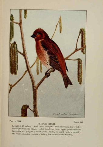 Reproducción/Reproduction 5978309280: Bird-life : a guide to the study of our common birds New York :Appleton,1900