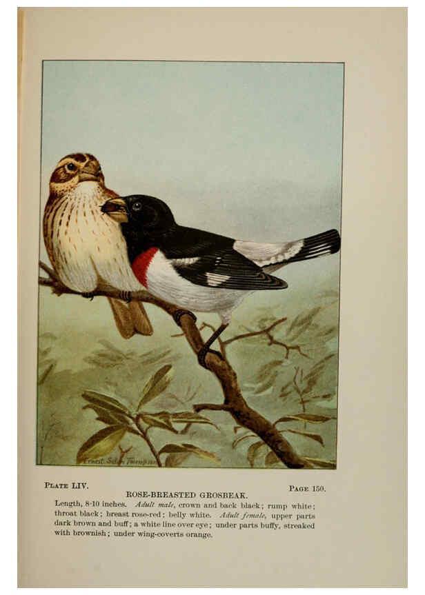 Reproducción/Reproduction 5977749297: Bird-life : a guide to the study of our common birds New York :Appleton,1900