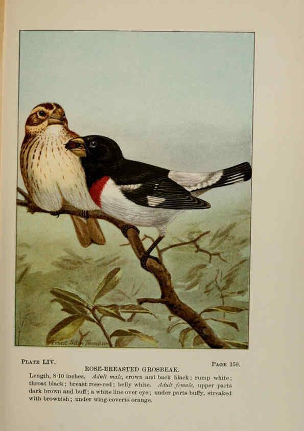 Reproducción/Reproduction 5977749297: Bird-life : a guide to the study of our common birds New York :Appleton,1900