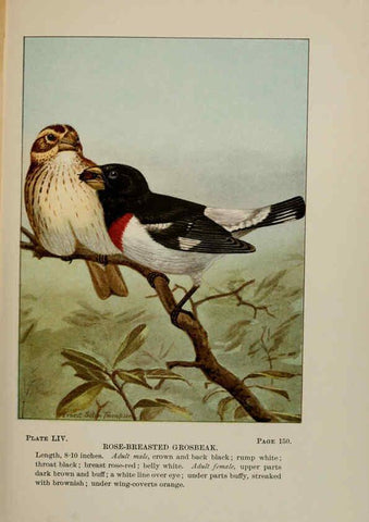 Reproducción/Reproduction 5977749297: Bird-life : a guide to the study of our common birds New York :Appleton,1900
