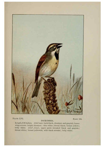 Reproducción/Reproduction 5977749661: Bird-life : a guide to the study of our common birds New York :Appleton,1900