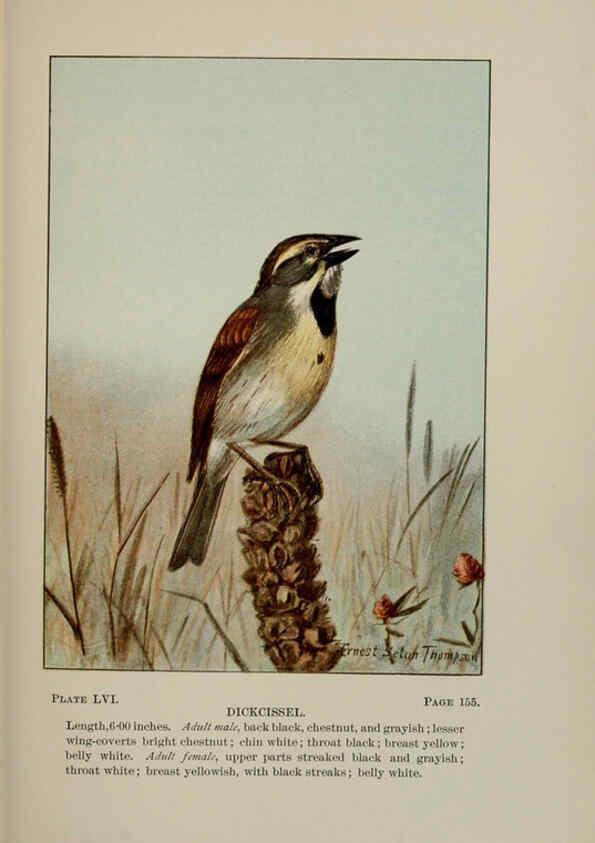 Reproducción/Reproduction 5977749661: Bird-life : a guide to the study of our common birds New York :Appleton,1900