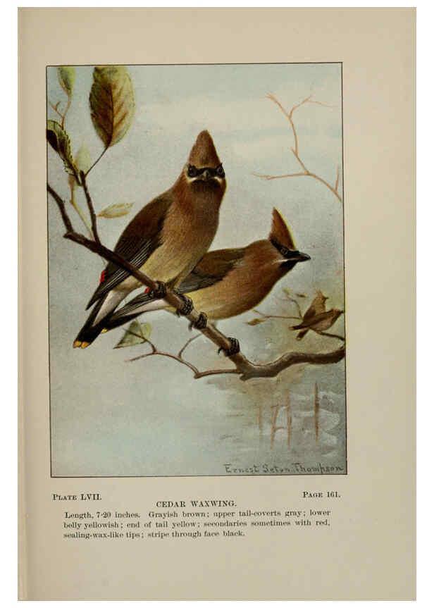 Reproducción/Reproduction 5977750101: Bird-life : a guide to the study of our common birds New York :Appleton,1900