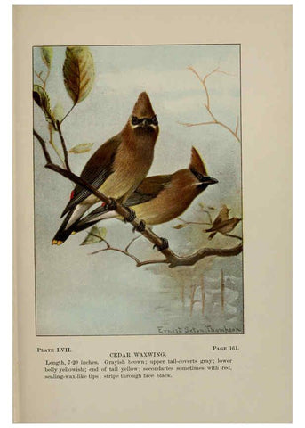 Reproducción/Reproduction 5977750101: Bird-life : a guide to the study of our common birds New York :Appleton,1900