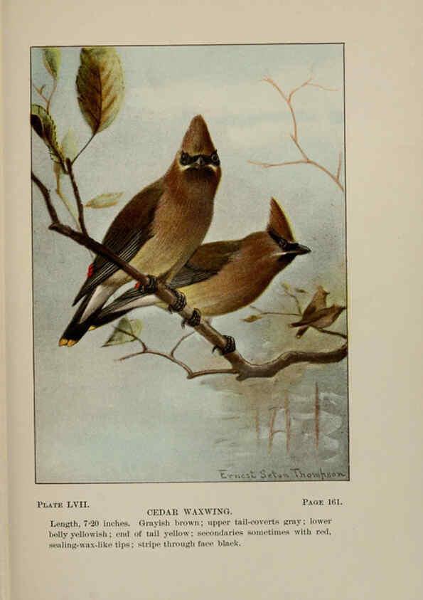 Reproducción/Reproduction 5977750101: Bird-life : a guide to the study of our common birds New York :Appleton,1900