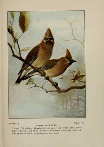 Reproducción/Reproduction 5977750101: Bird-life : a guide to the study of our common birds New York :Appleton,1900