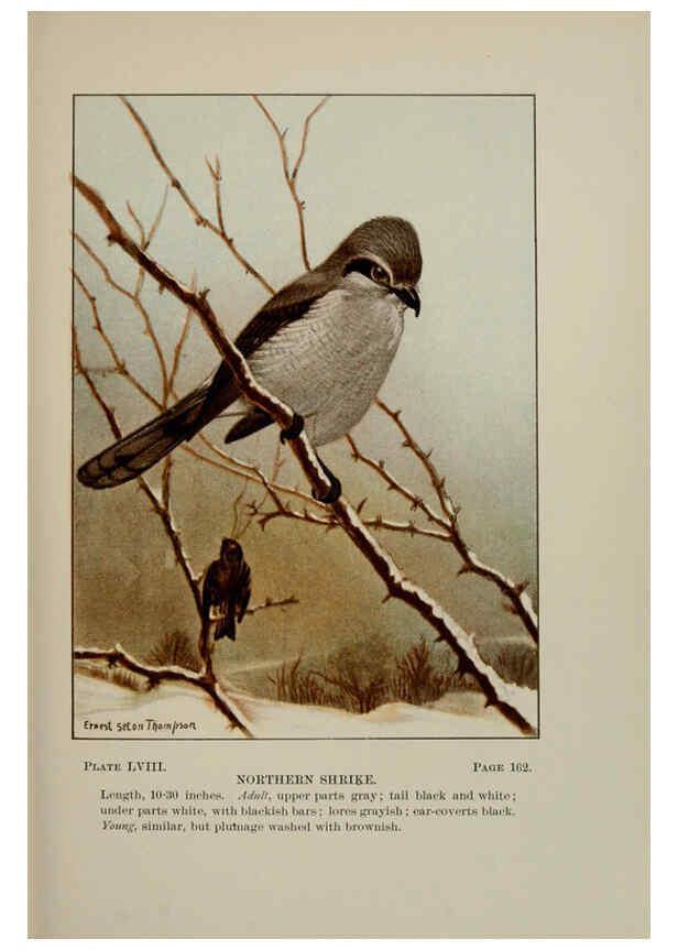 Reproducción/Reproduction 5978310888: Bird-life : a guide to the study of our common birds New York :Appleton,1900