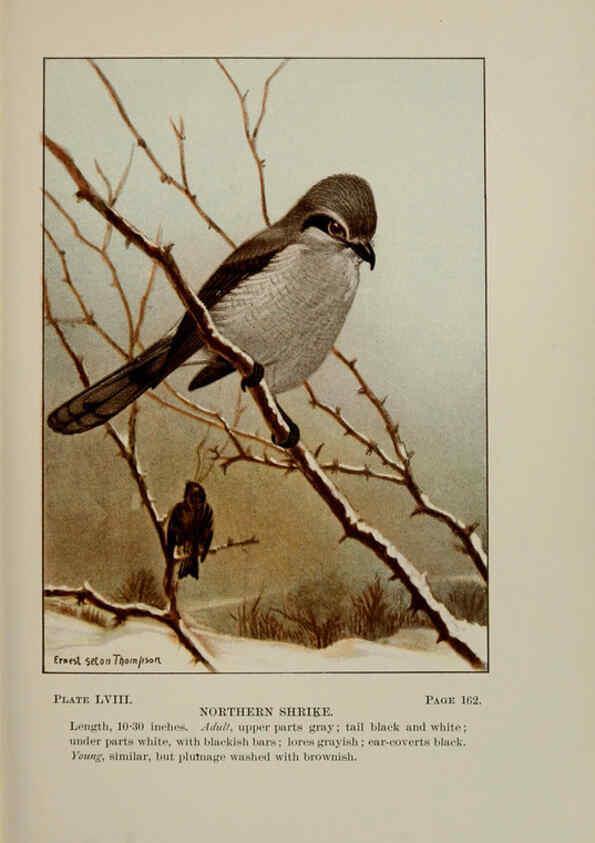 Reproducción/Reproduction 5978310888: Bird-life : a guide to the study of our common birds New York :Appleton,1900