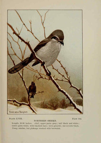 Reproducción/Reproduction 5978310888: Bird-life : a guide to the study of our common birds New York :Appleton,1900