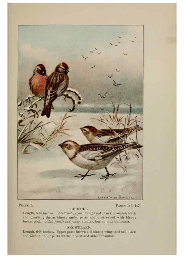 Reproducción/Reproduction 5977747663: Bird-life : a guide to the study of our common birds New York :Appleton,1900