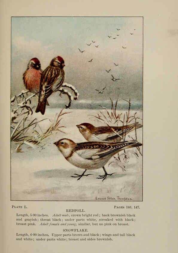 Reproducción/Reproduction 5977747663: Bird-life : a guide to the study of our common birds New York :Appleton,1900
