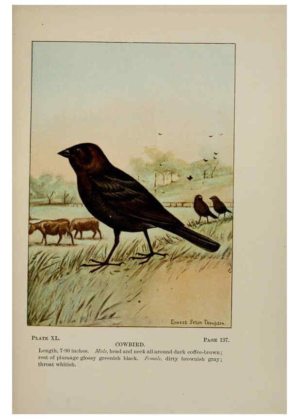 Reproducción/Reproduction 5977743617: Bird-life : a guide to the study of our common birds New York :Appleton,1900