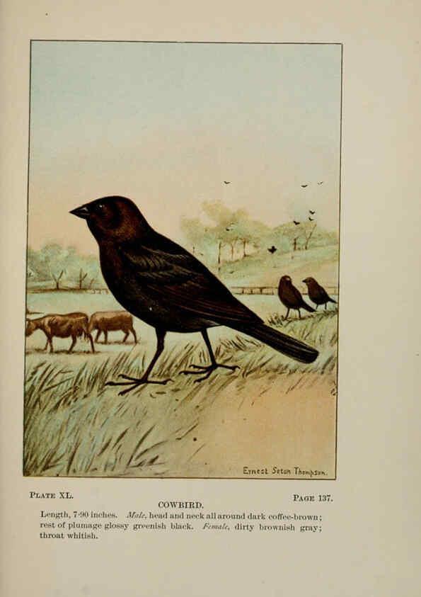 Reproducción/Reproduction 5977743617: Bird-life : a guide to the study of our common birds New York :Appleton,1900