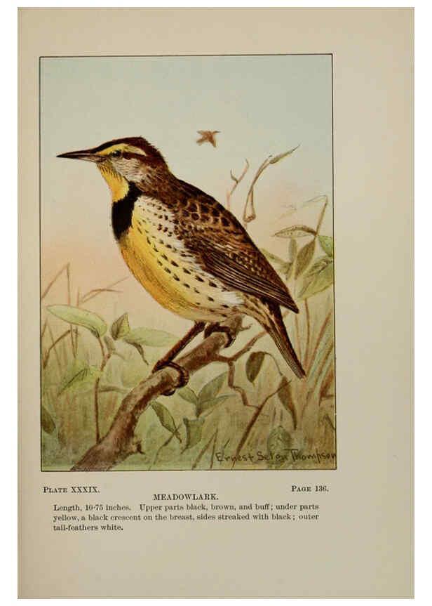 Reproducción/Reproduction 5977743261: Bird-life : a guide to the study of our common birds New York :Appleton,1900